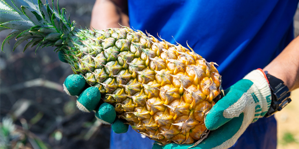 パインのアップ