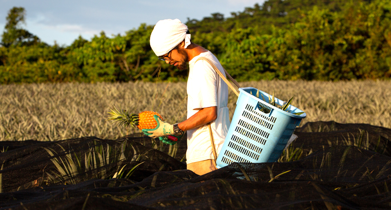 手作業での収穫