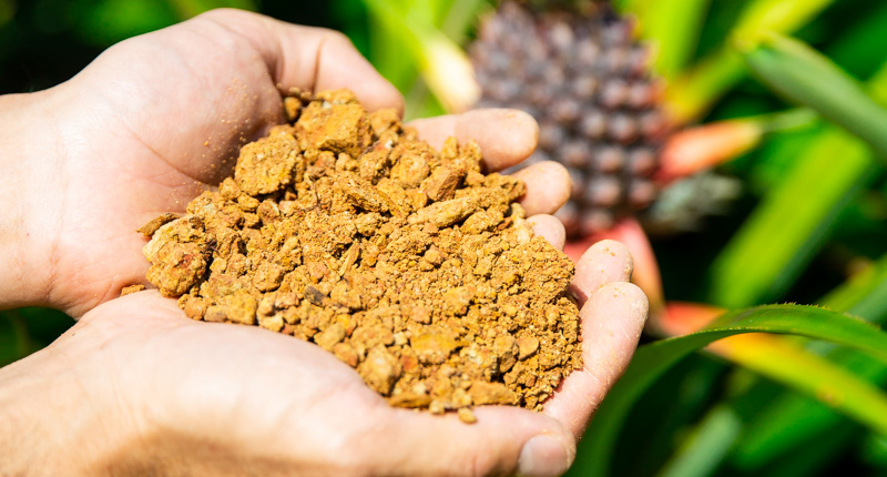 赤土を手に持つ様子