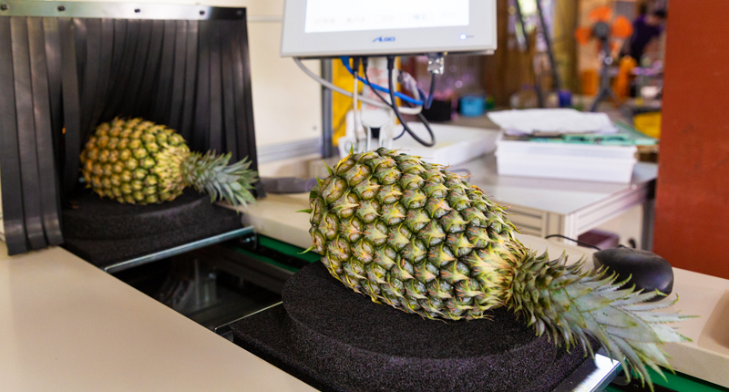 センサーへ投入される様子