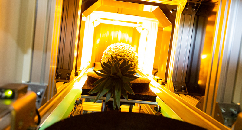 センサー内部を通過するパイン