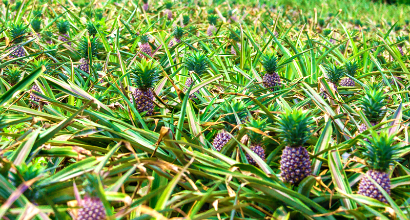 広大なパイナップル畑